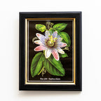Botanical White Passion Flower Framed Print