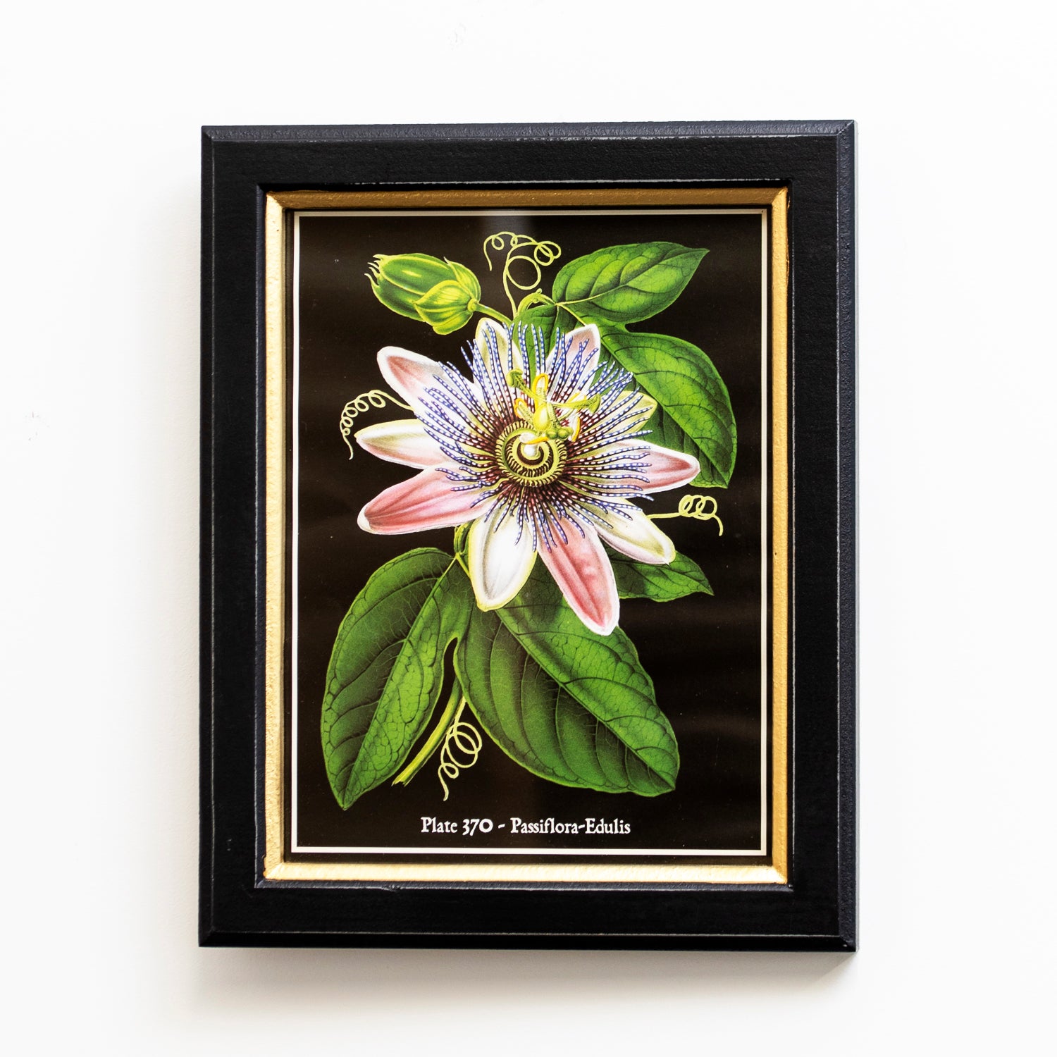 Botanical White Passion Flower Framed Print