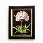 Botanical Plumeria Flower Framed Print
