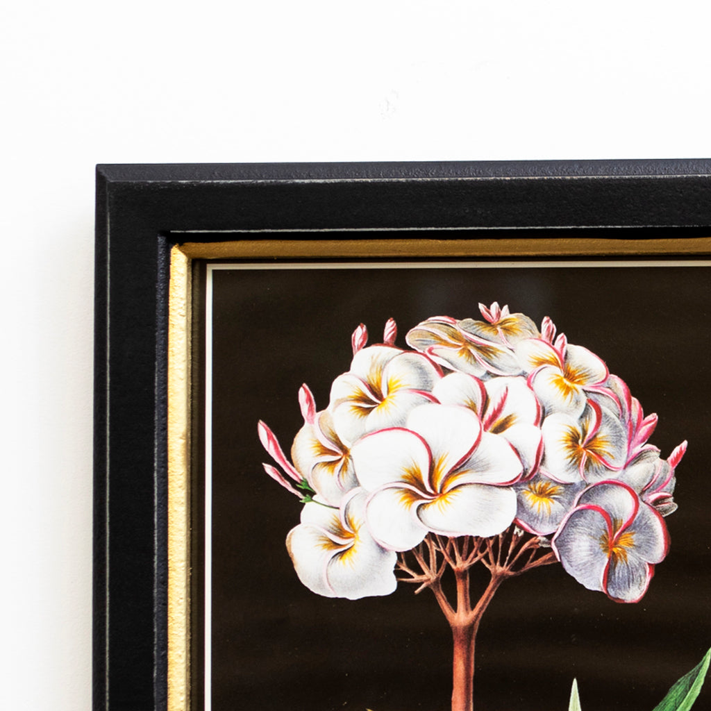 Botanical Plumeria Flower Framed Print
