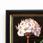 Botanical Plumeria Flower Framed Print