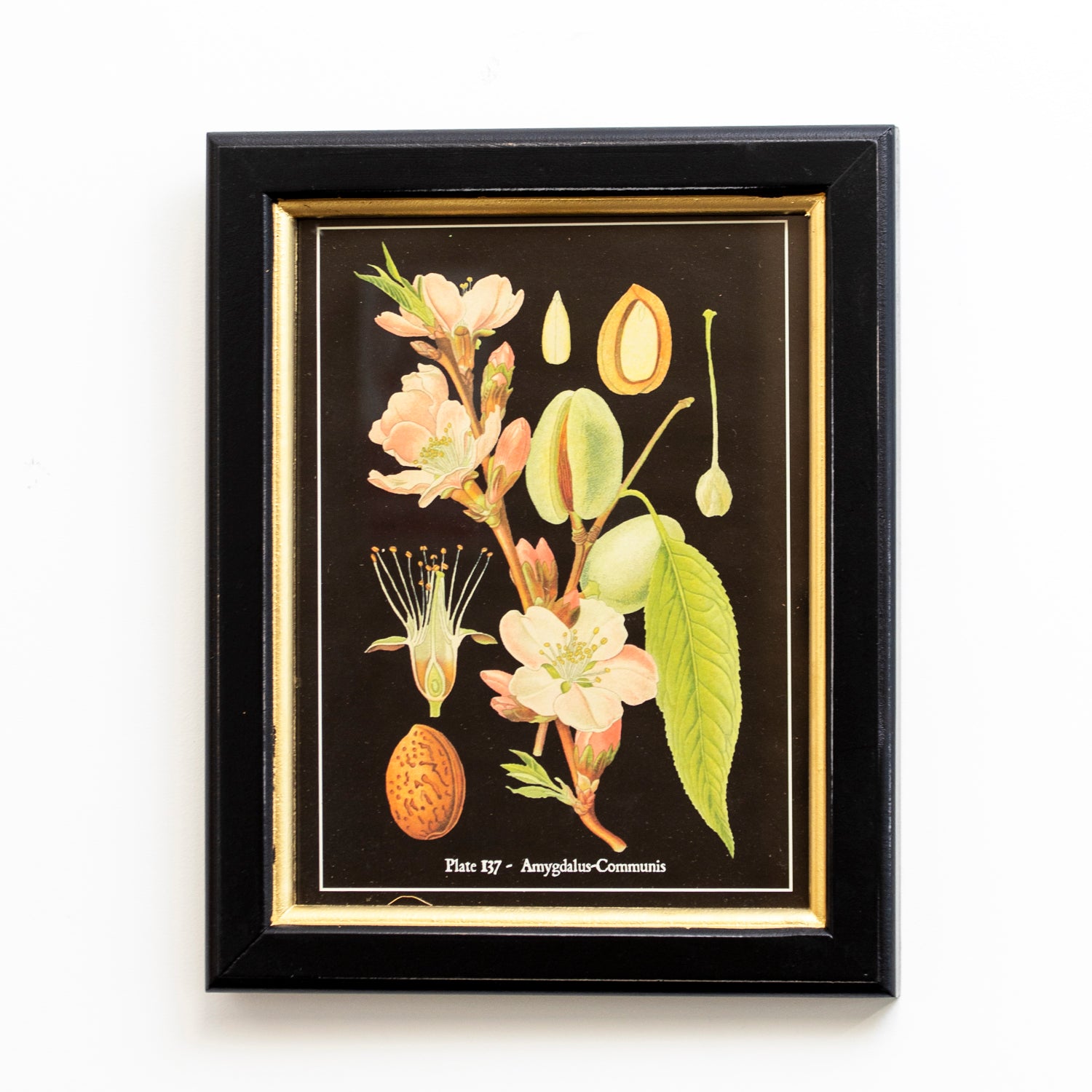 Set Of 3 Botanical Fruits Framed Print