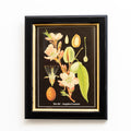 Botanical Almond Fruit Framed Print