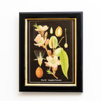 Botanical Almond Fruit Framed Print