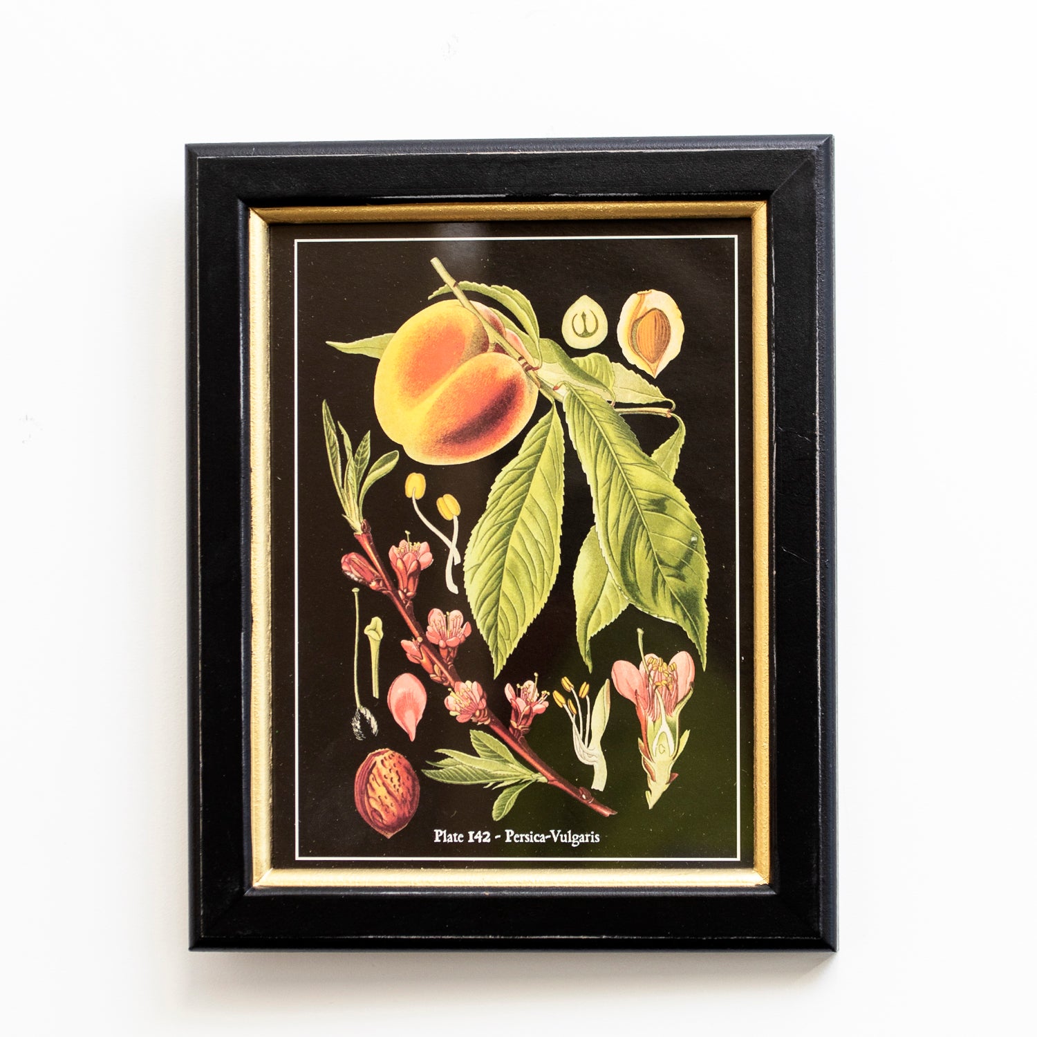 Set Of 3 Botanical Fruits Framed Print