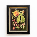 Botanical Peach Fruit Framed Print