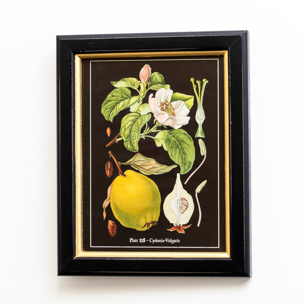 Botanical Quince Fruit Framed Print