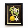 Botanical Quince Fruit Framed Print