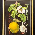Botanical Quince Fruit Framed Print