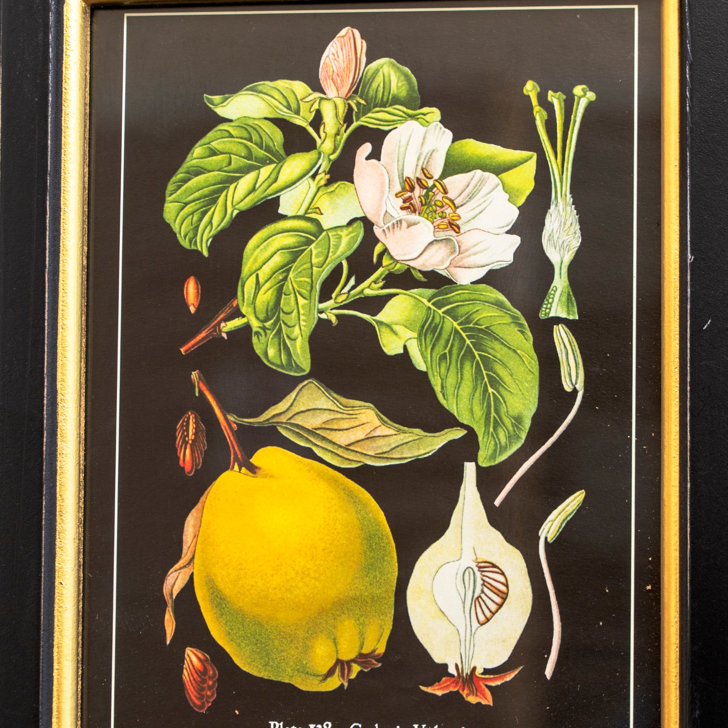 Botanical Quince Fruit Framed Print