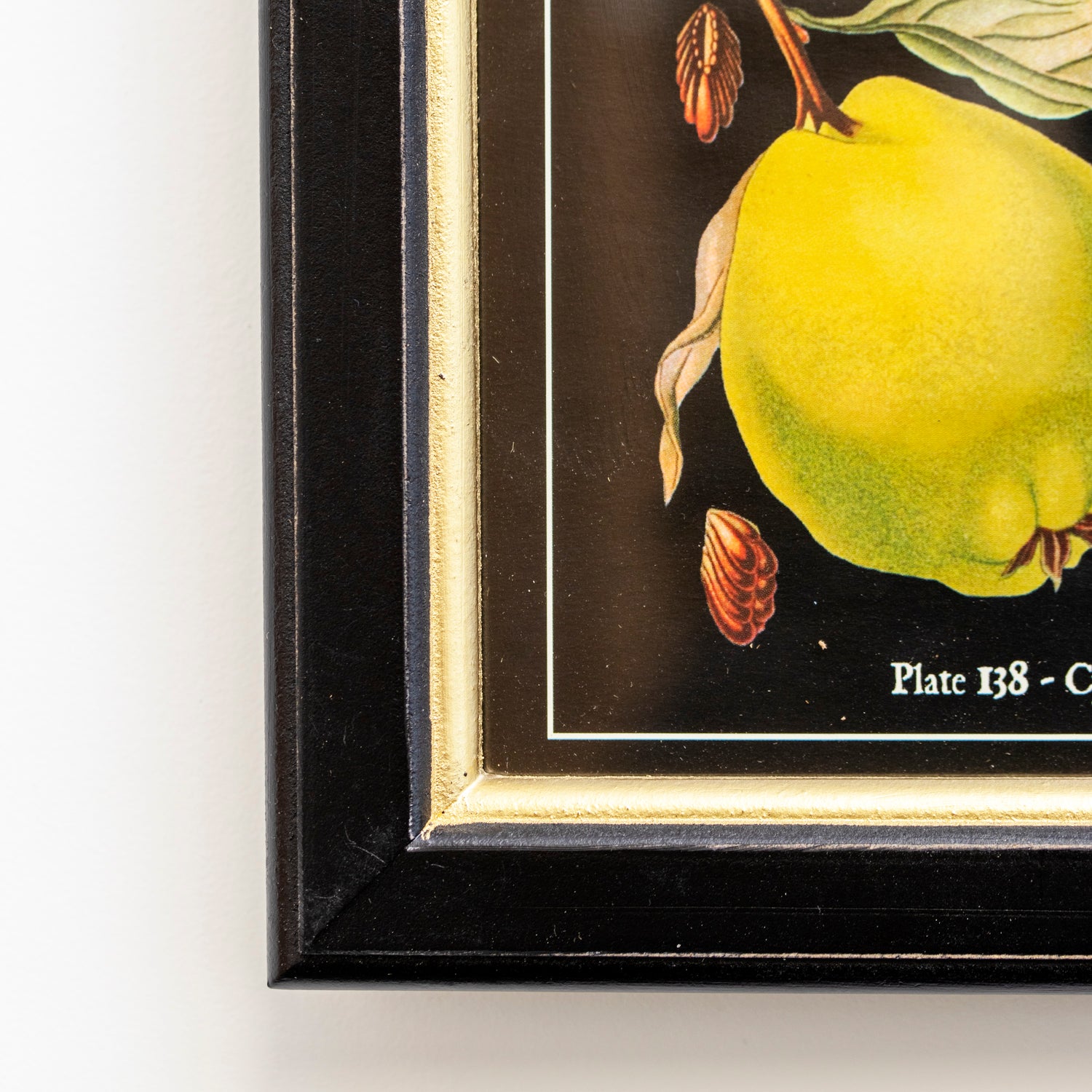 Botanical Quince Fruit Framed Print