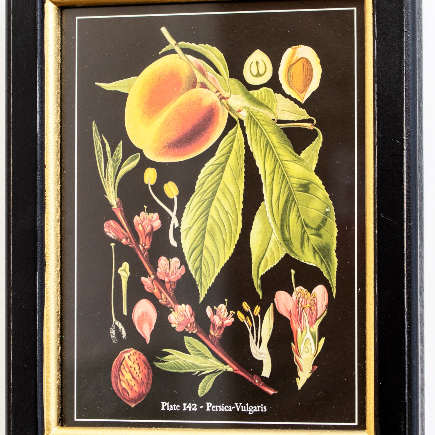 Botanical Peach Fruit Framed Print