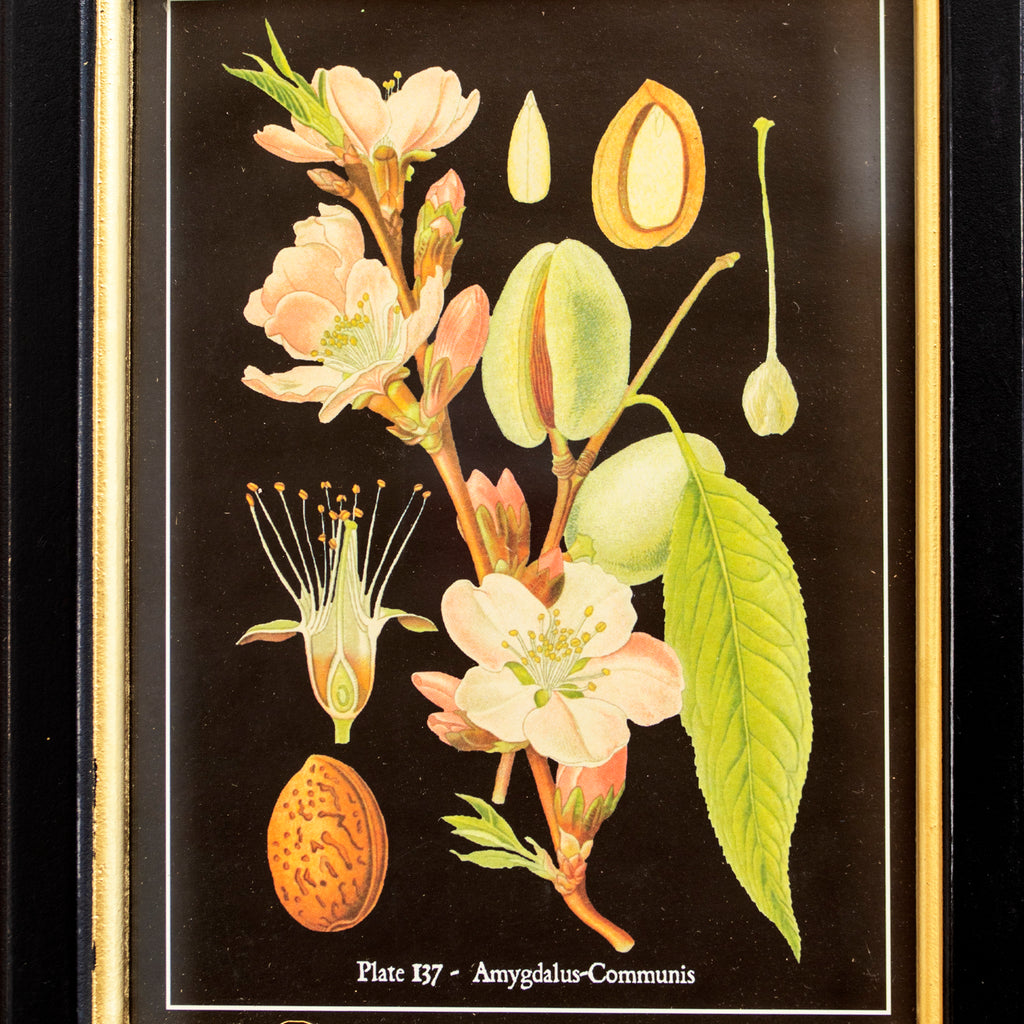 Botanical Almond Fruit Framed Print