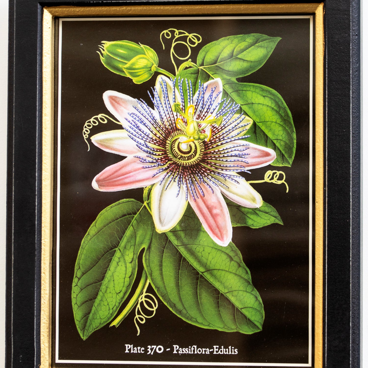 Botanical White Passion Flower Framed Print