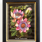 Botanical Pink Passion Flower Framed Print