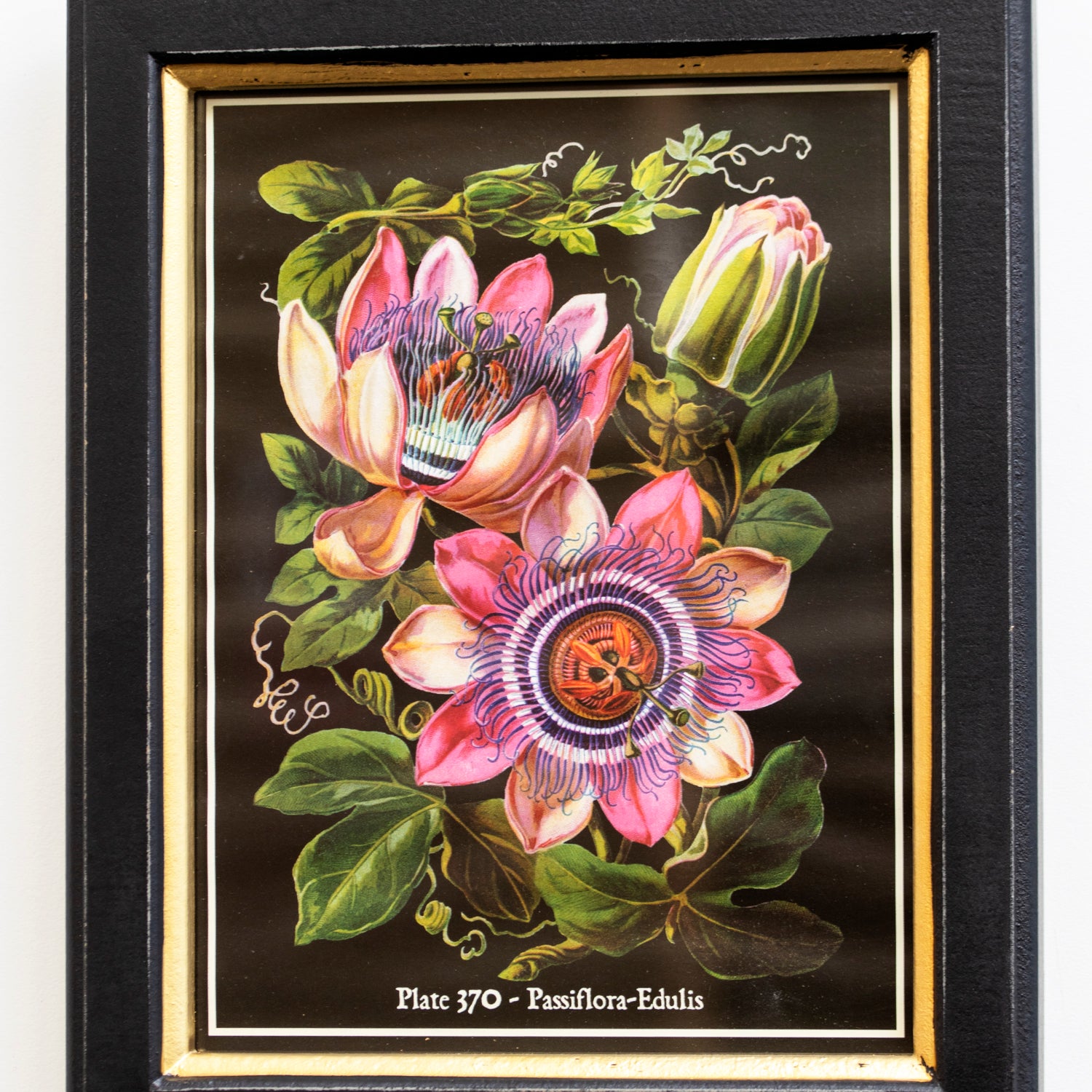 Botanical Pink Passion Flower Framed Print