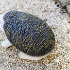 Hedgehog Garden Ornament