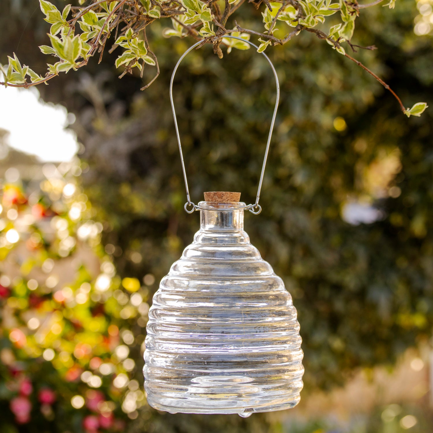 Darthome Clear Ribbed Glass Wasp Trap