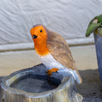 Robin On Stump Bird Bath