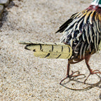 Metal Pheasant Garden Ornament