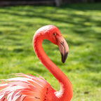 Metal Upright Flamingo Garden Ornament