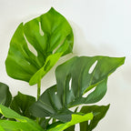 Artificial Monstera Swiss Cheese Plant