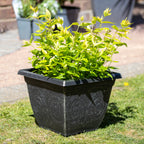 Brushed Champagne Arabesque Square Planter