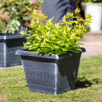 Brushed White Wheat Square Planter