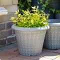 Foggy Grey Modern Flora Round Planter 13.5"