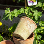 Set Of 3 Aged Terracotta Plant Pots