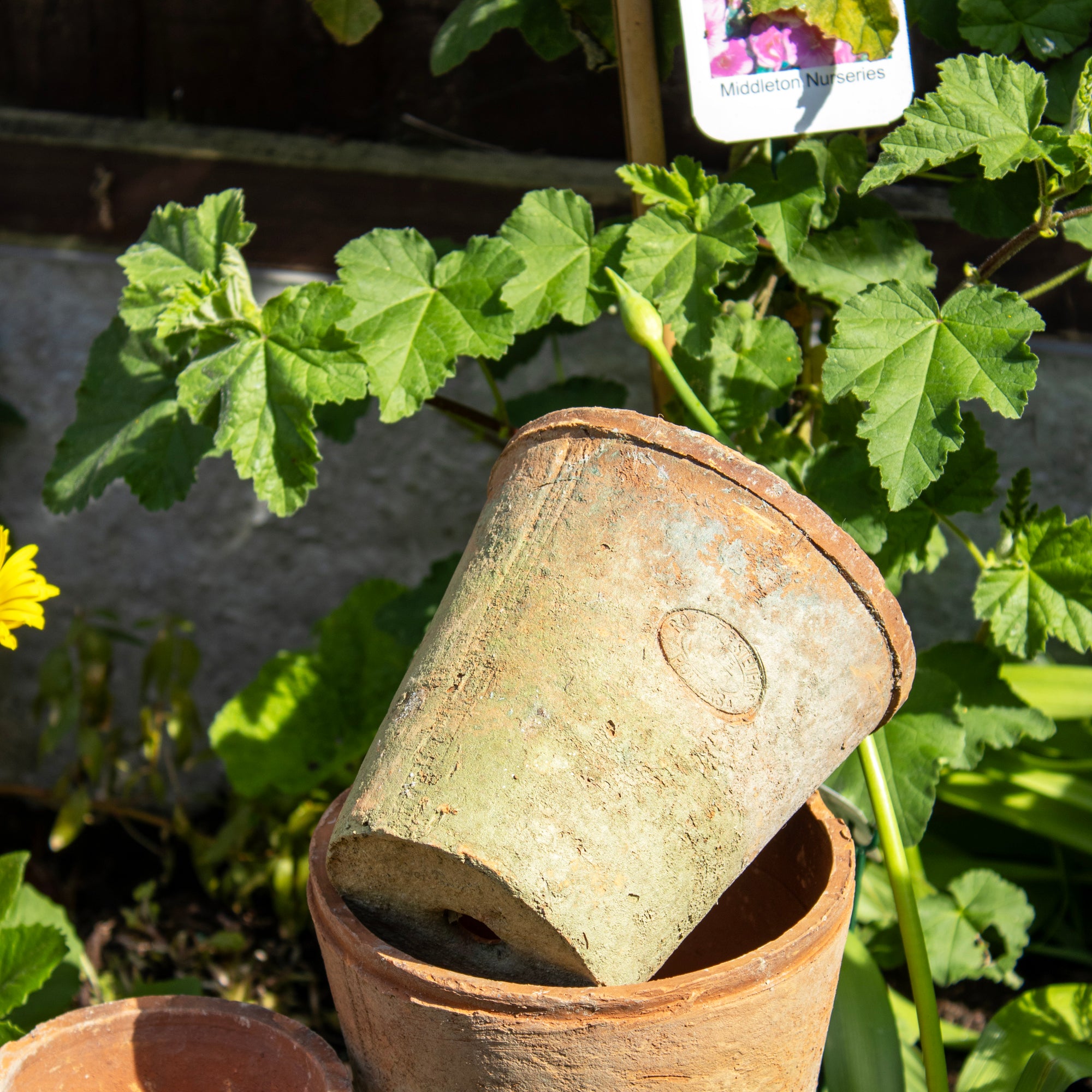 Set Of 3 Aged Terracotta Plant Pots