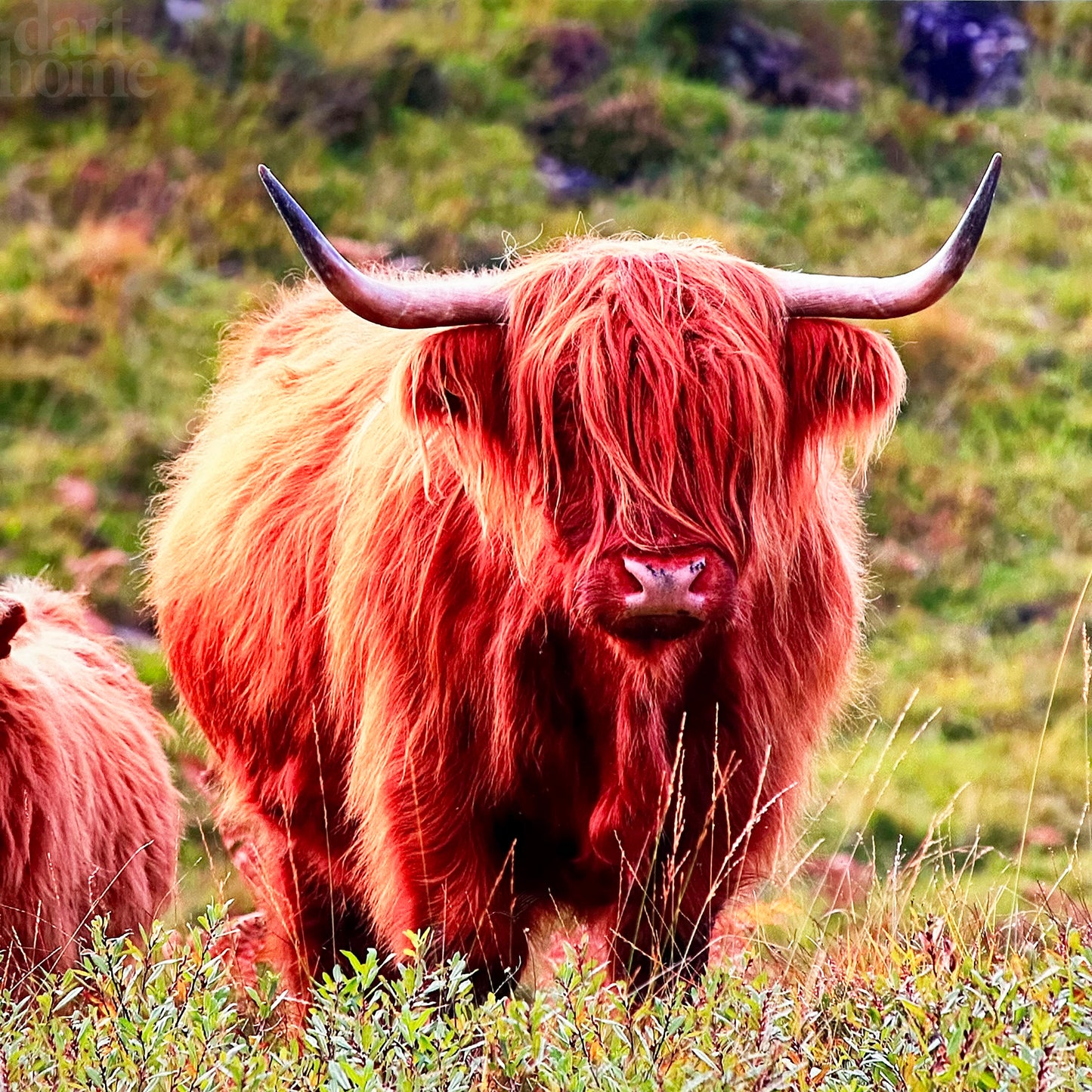 Highland Cow Glass Chopping Board