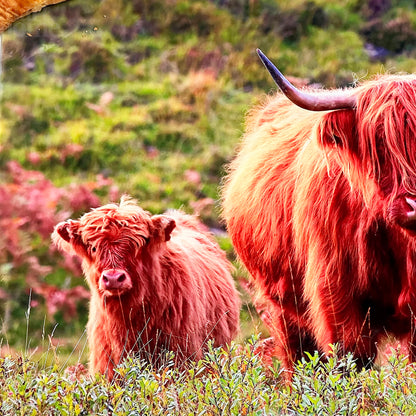 Highland Cow Glass Chopping Board