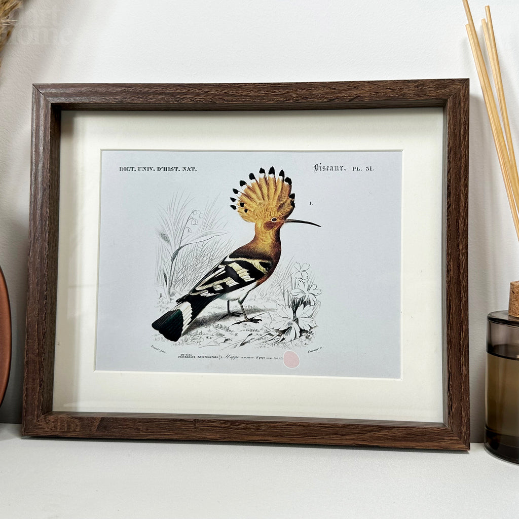 Hoopoe Bird Of Paradise Framed Print