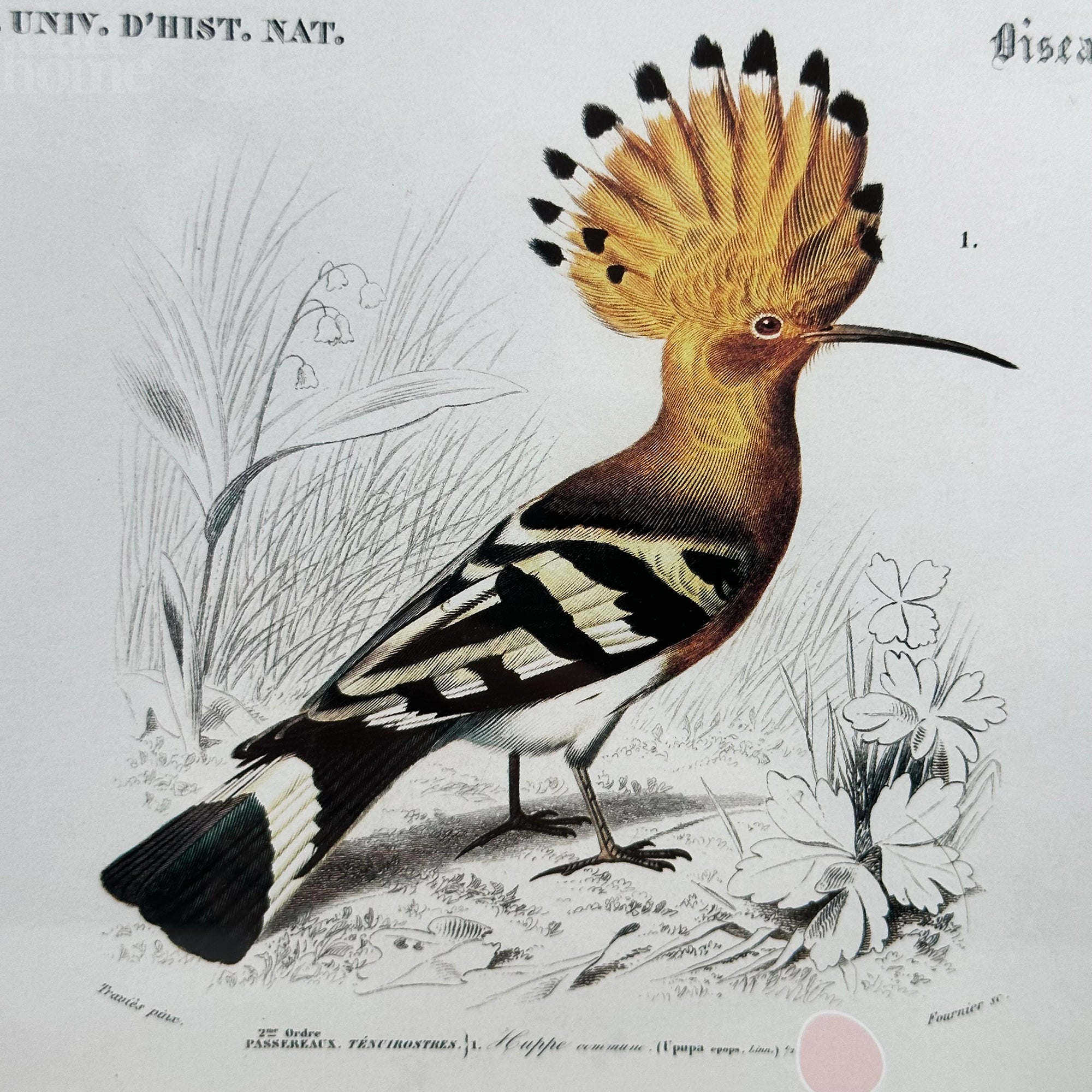 Hoopoe Bird Of Paradise Framed Print