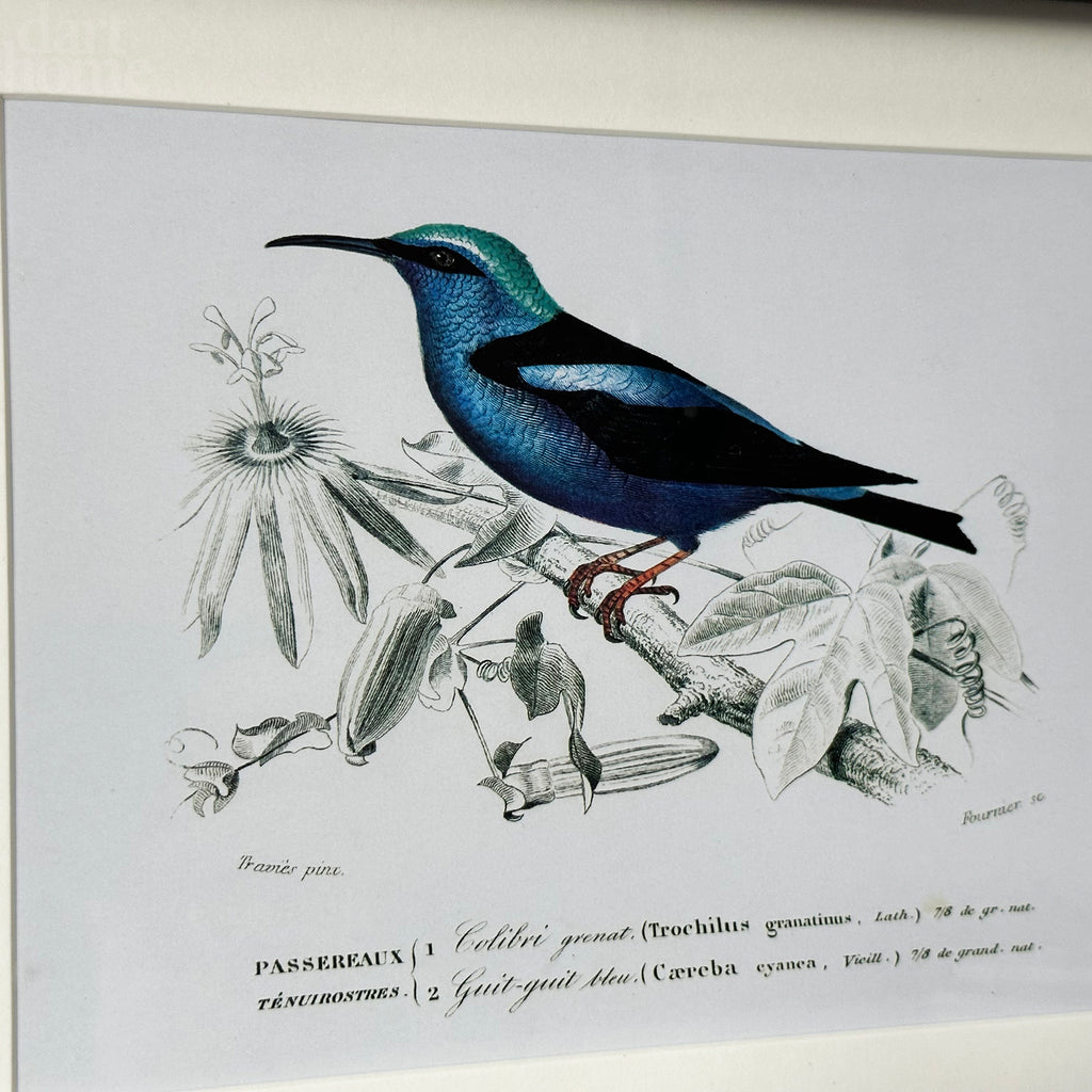 Hummingbird Bird Of Paradise Framed Print