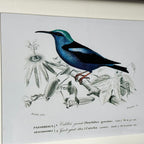 Hummingbird Bird Of Paradise Framed Print