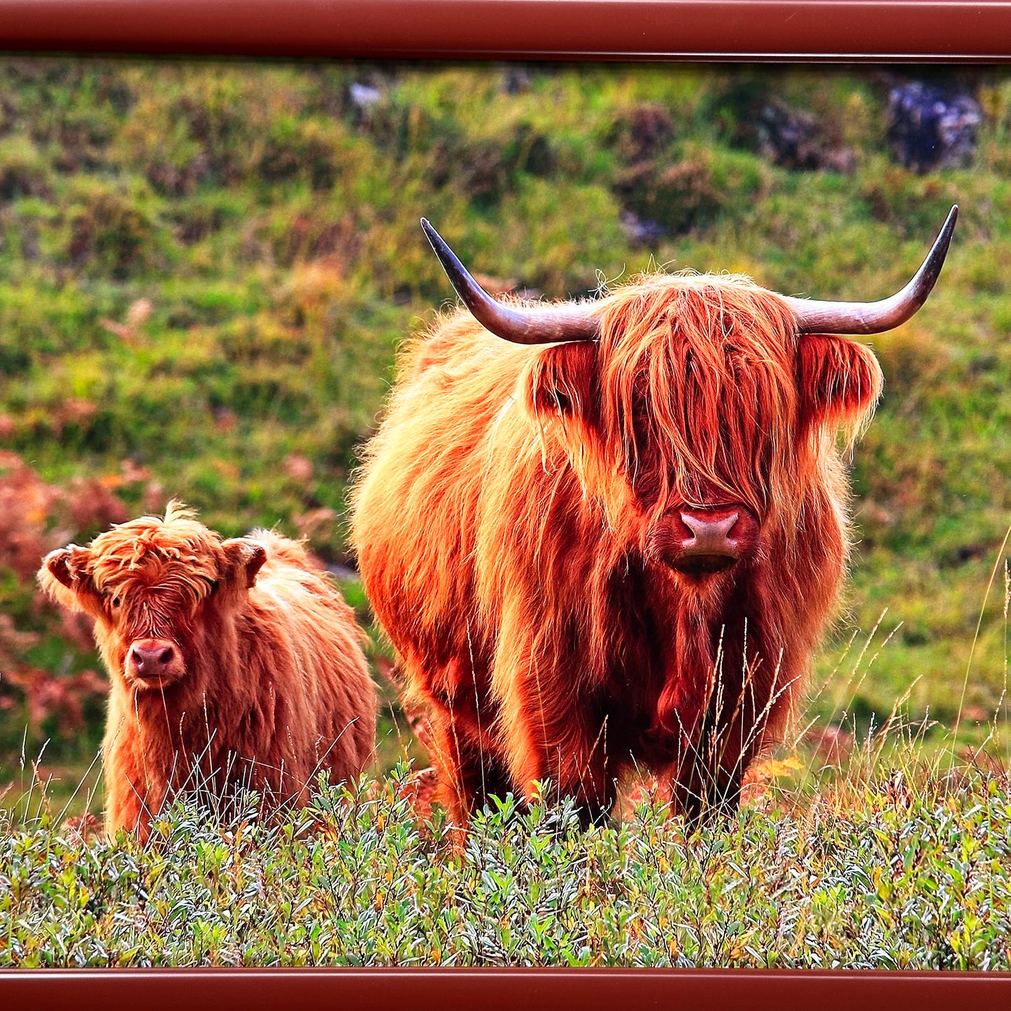 Highland Cow Cushioned Lap Tray