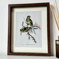 Parakeet Bird Of Paradise Framed Print