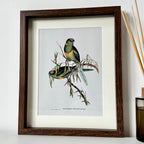 Parakeet Bird Of Paradise Framed Print