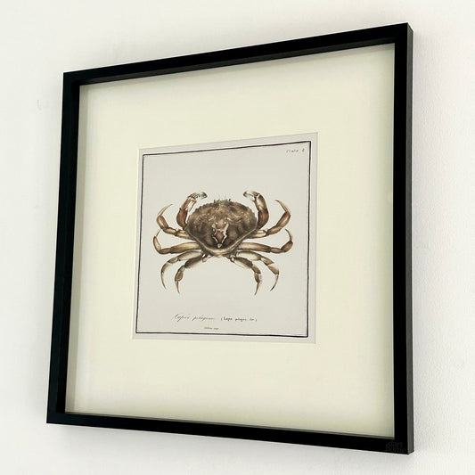Framed Crab Crustacean Wall Art