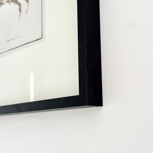 Framed Crab Crustacean Wall Art