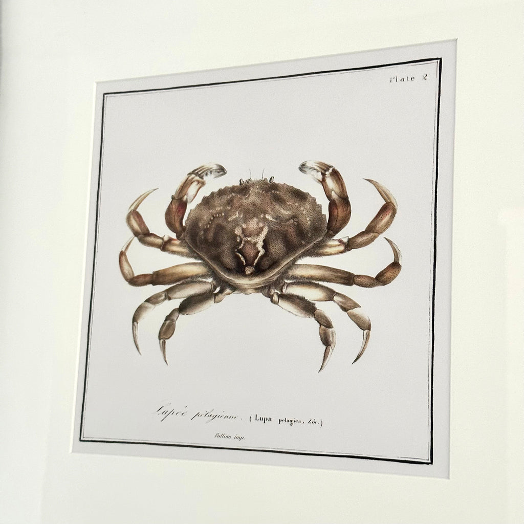 Framed Crab Crustacean Wall Art