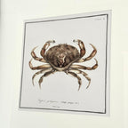 Framed Crab Crustacean Wall Art