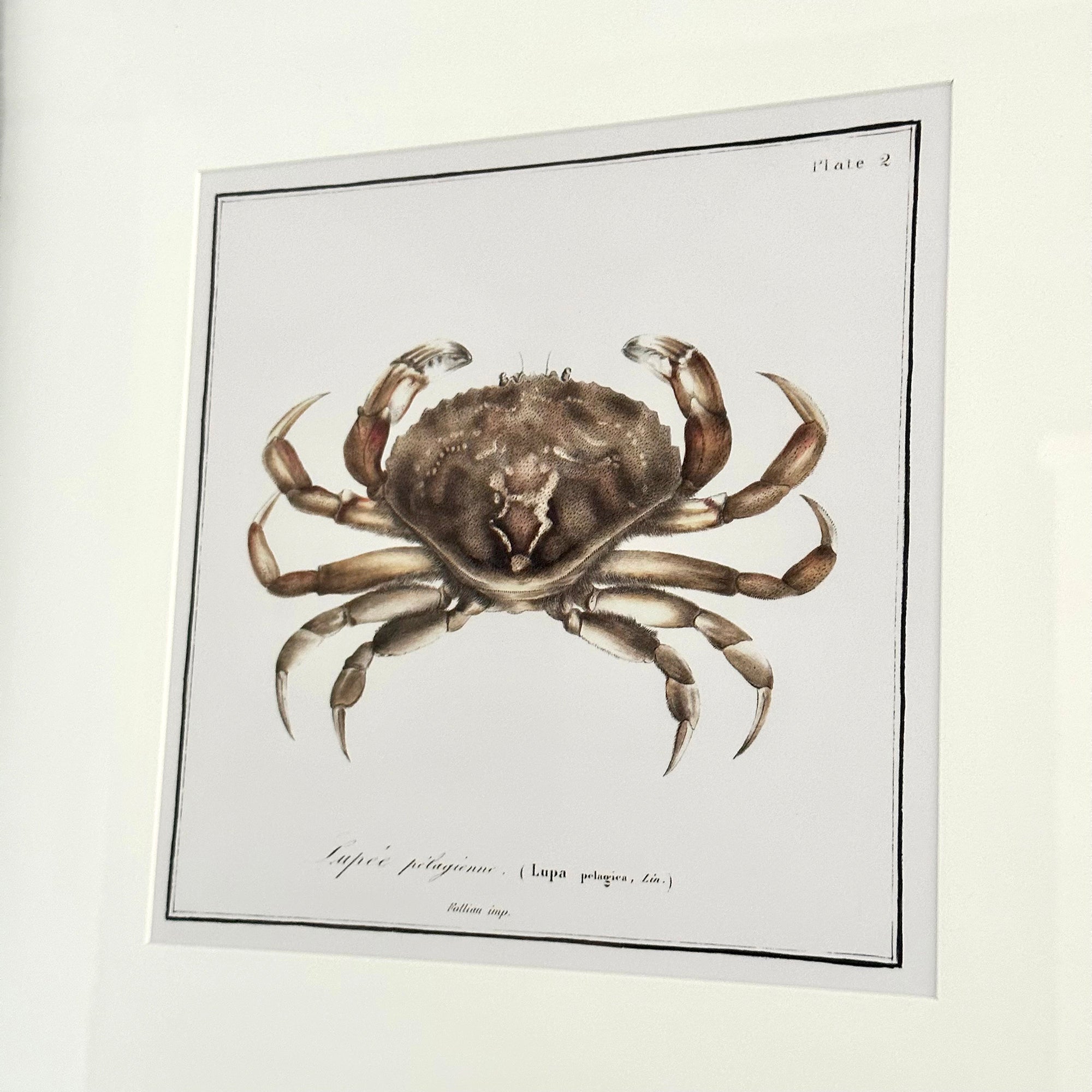 Framed Crab Crustacean Wall Art