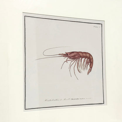 Framed Shrimp Crustacean Wall Art