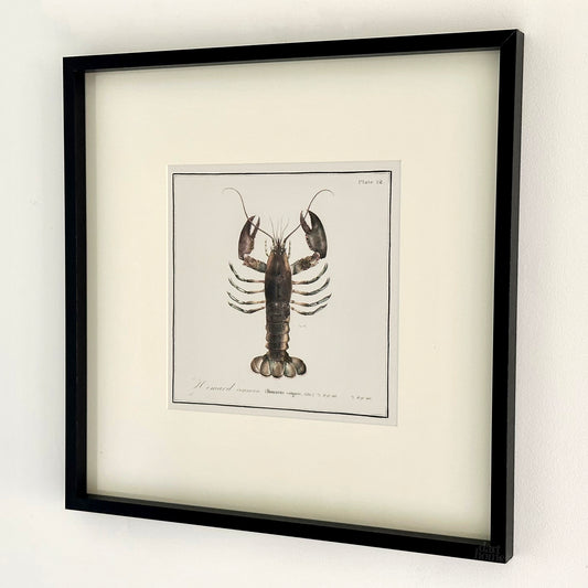 Framed Lobster Crustacean Wall Art
