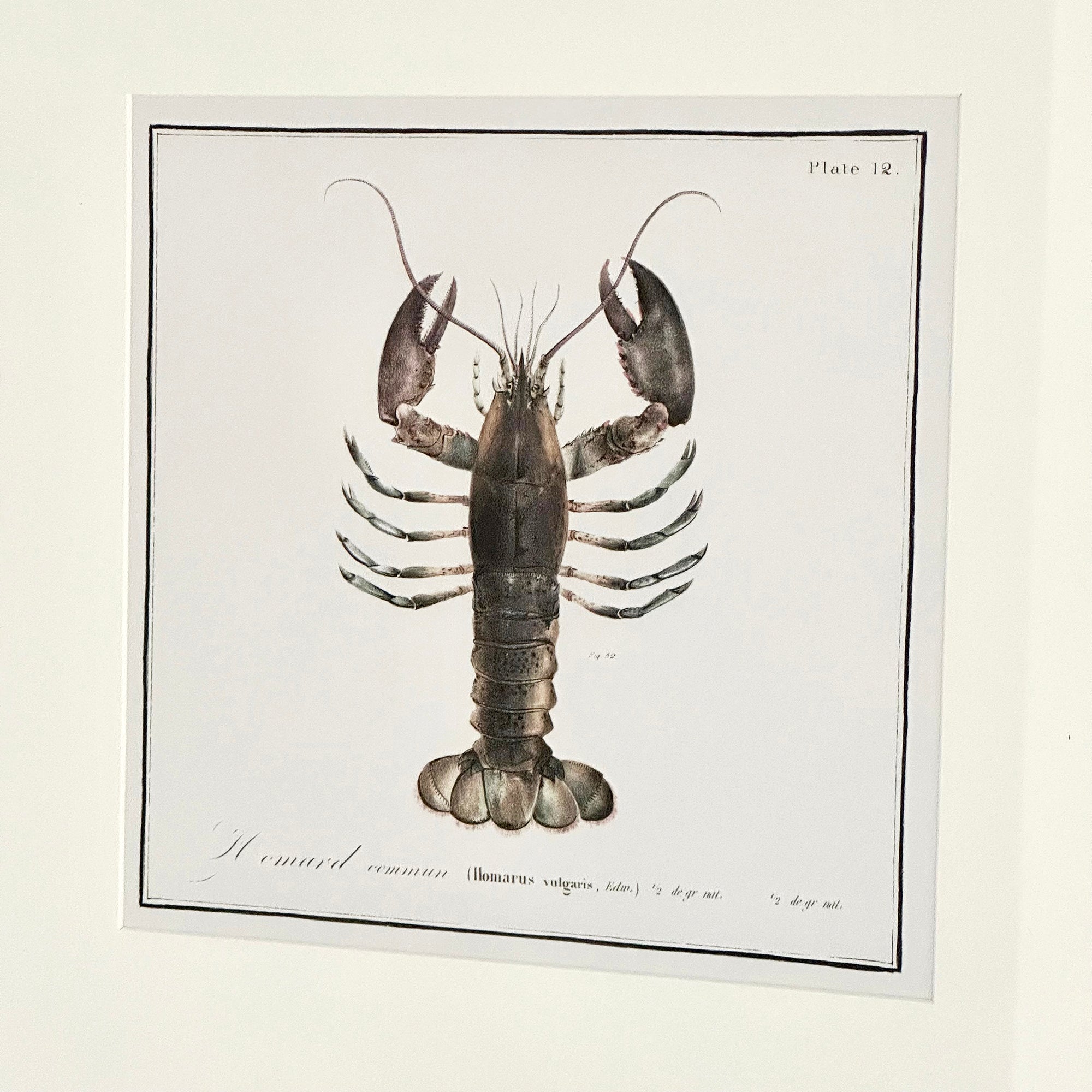 Framed Lobster Crustacean Wall Art