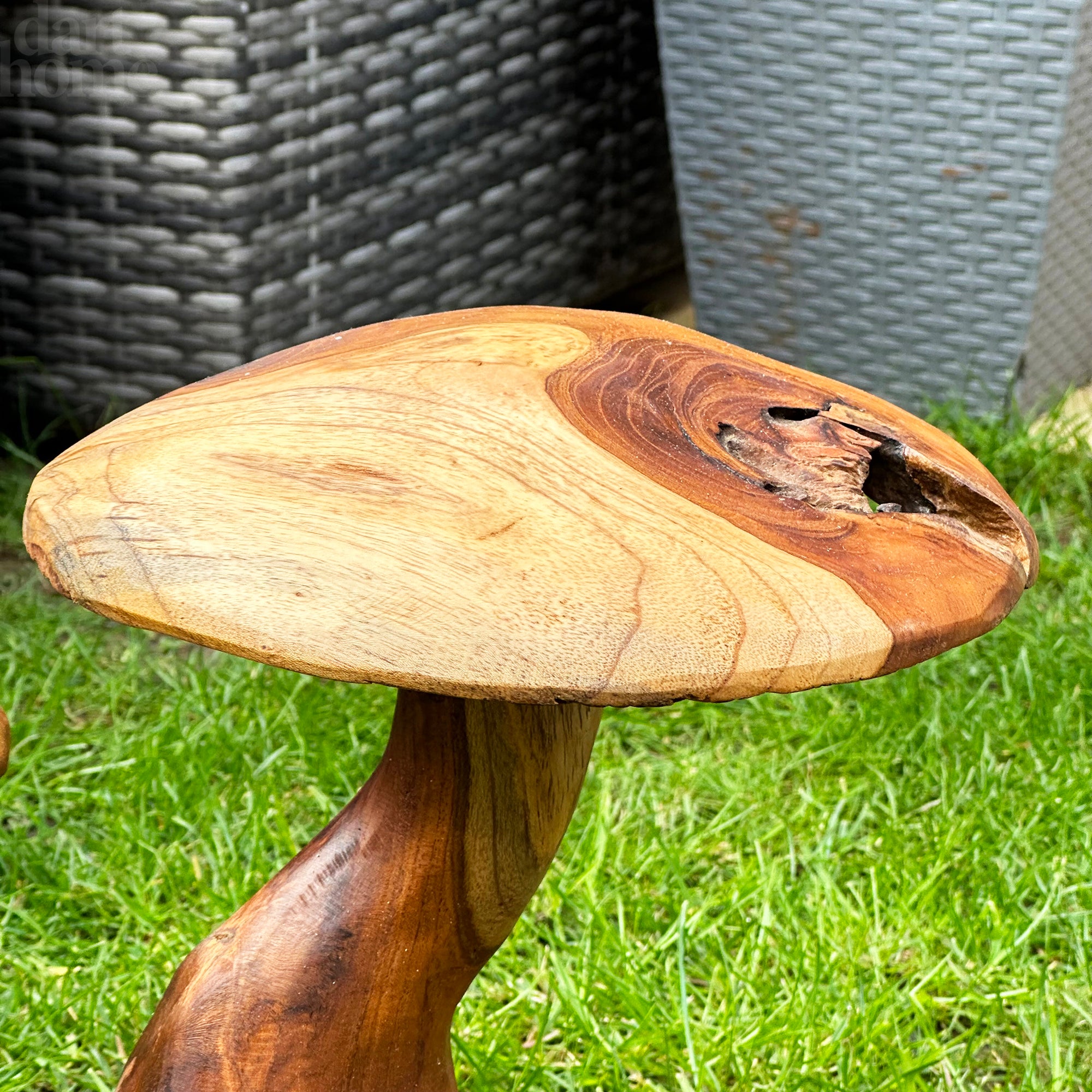Teak Root Double Wild Mushroom Sculpture