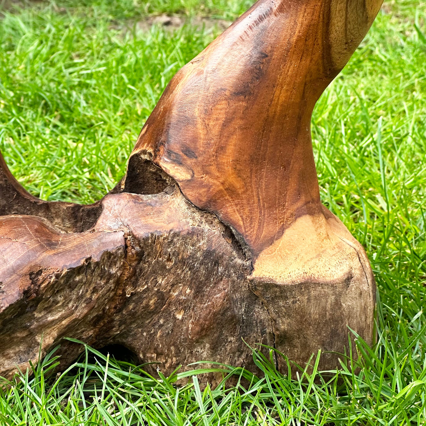 Teak Root Double Wild Mushroom Sculpture